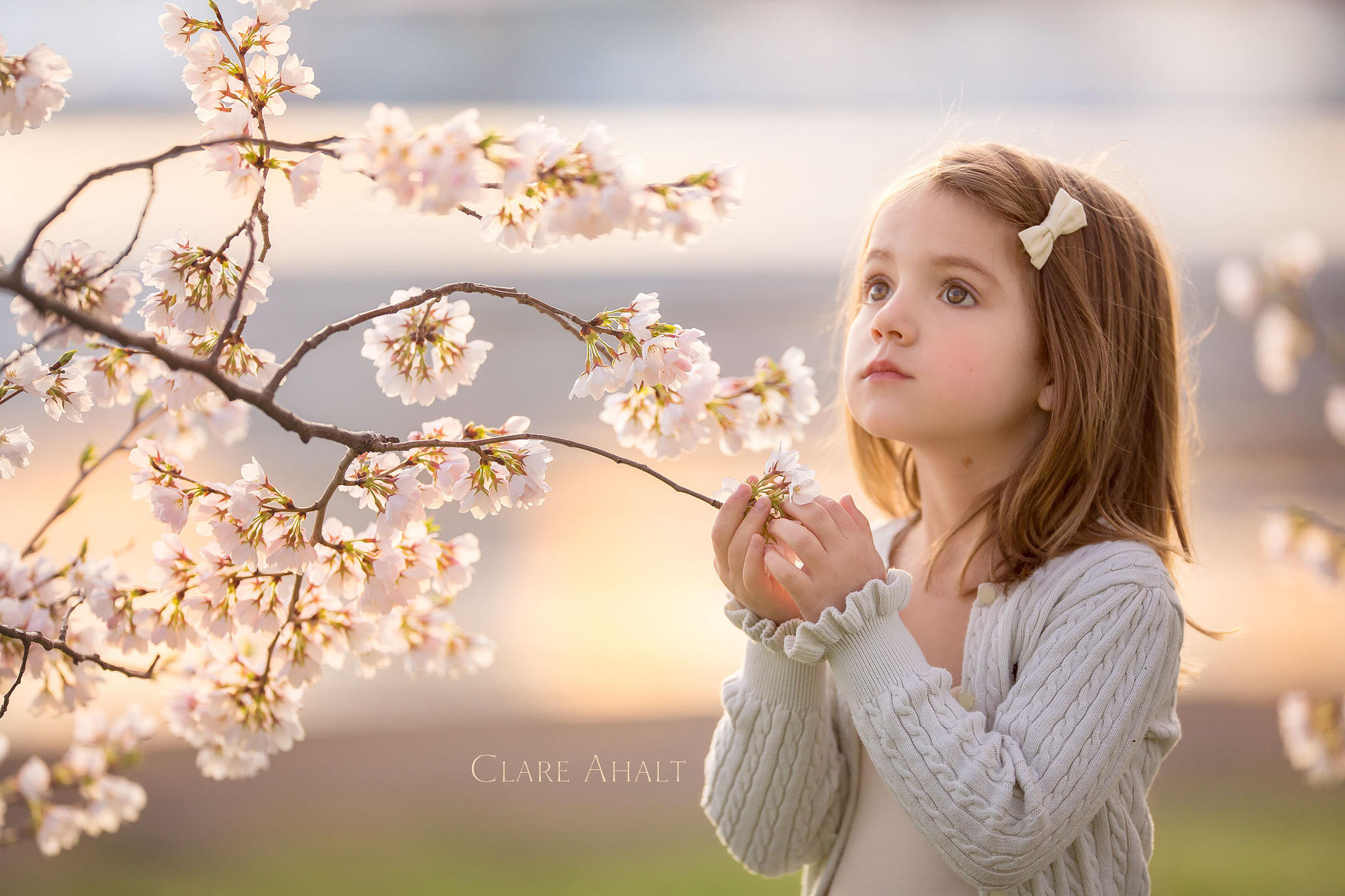 DC's Cherry Blossoms