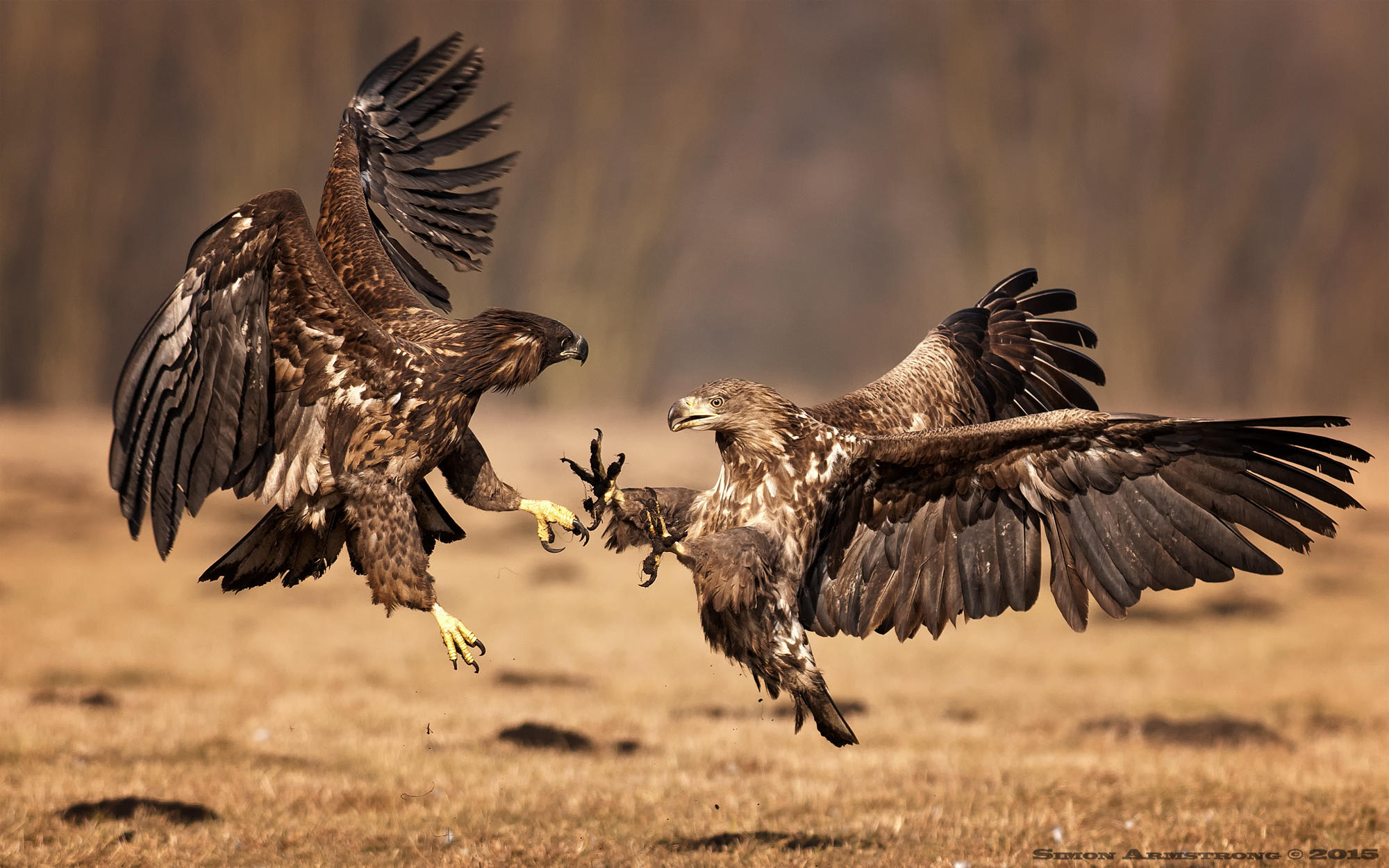 Juvenile White-tailed Eagles