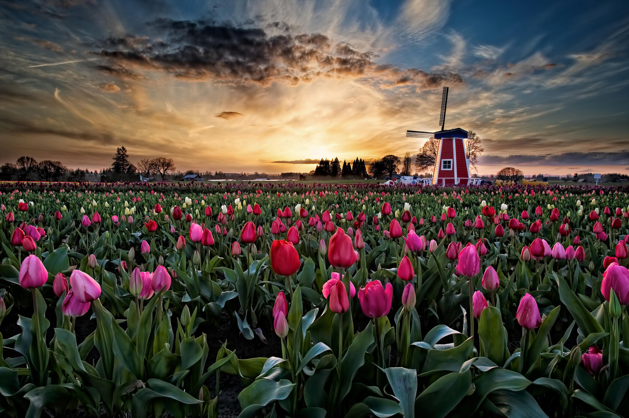 Sunset Over Wooden Shoe Tulip Farm