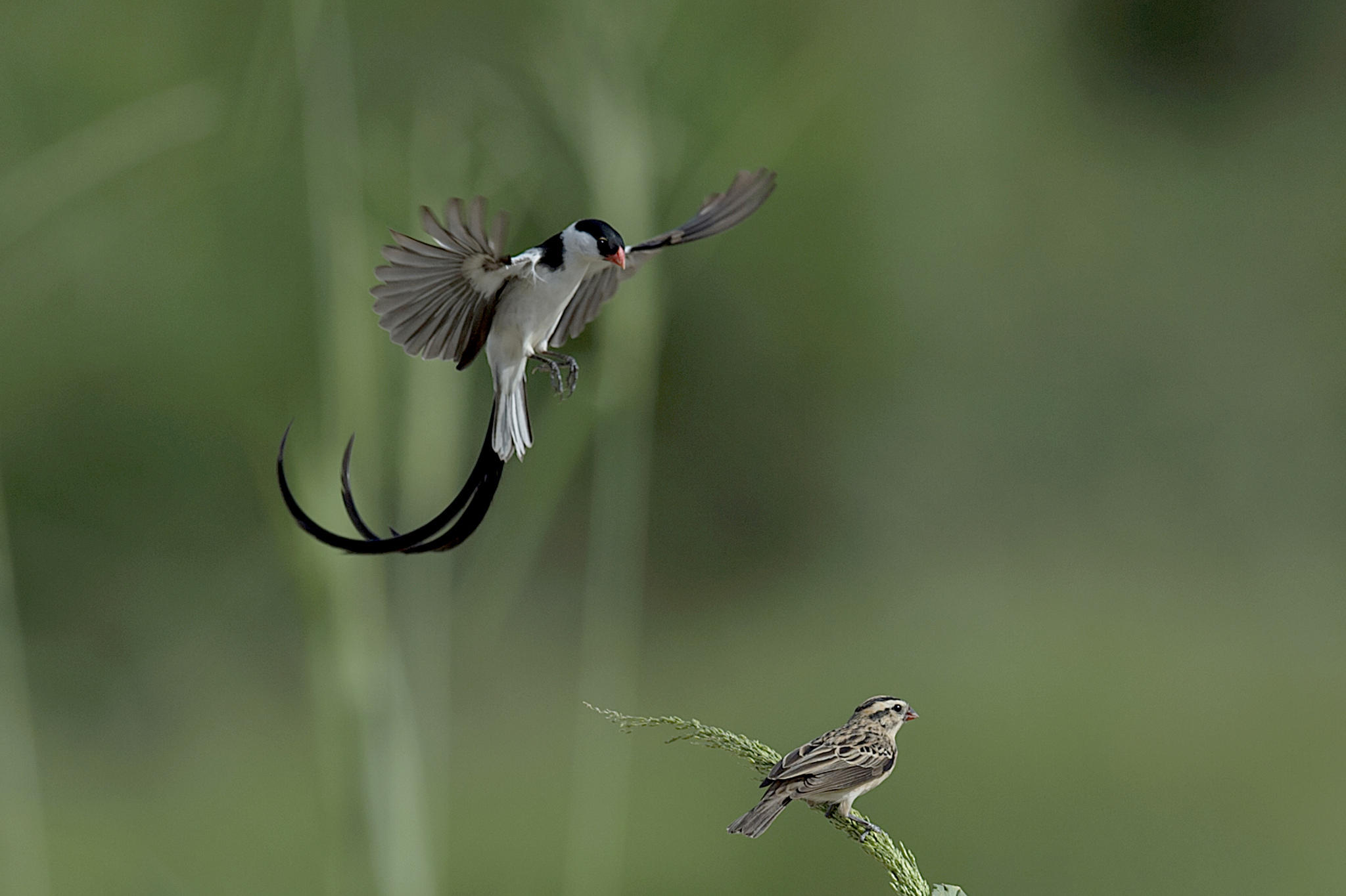 Pin tailed Whydah