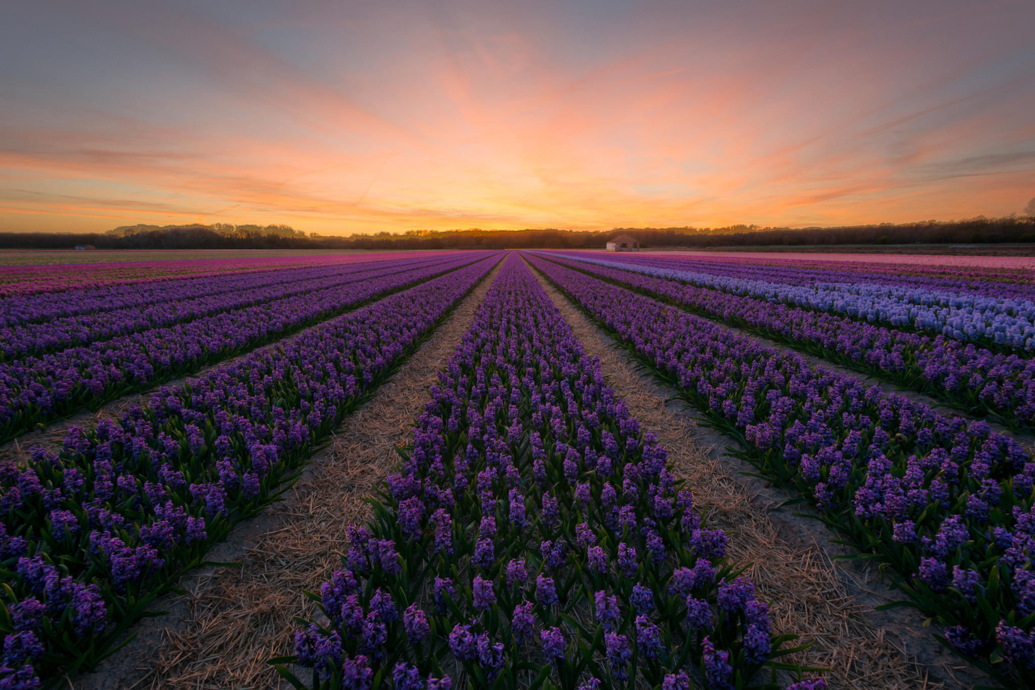 Dutch Field of Flowers