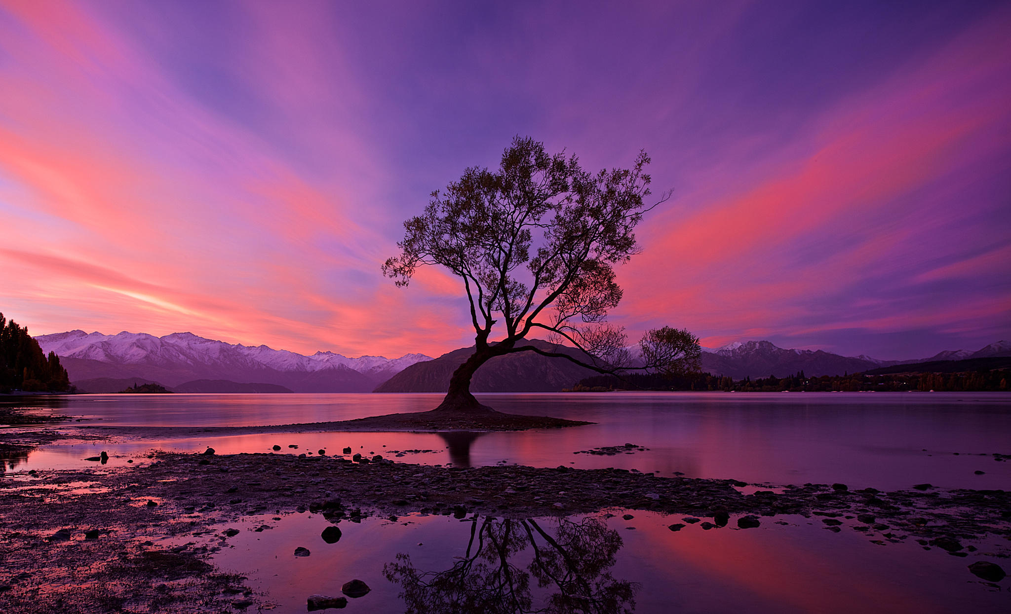 Lonely Tree