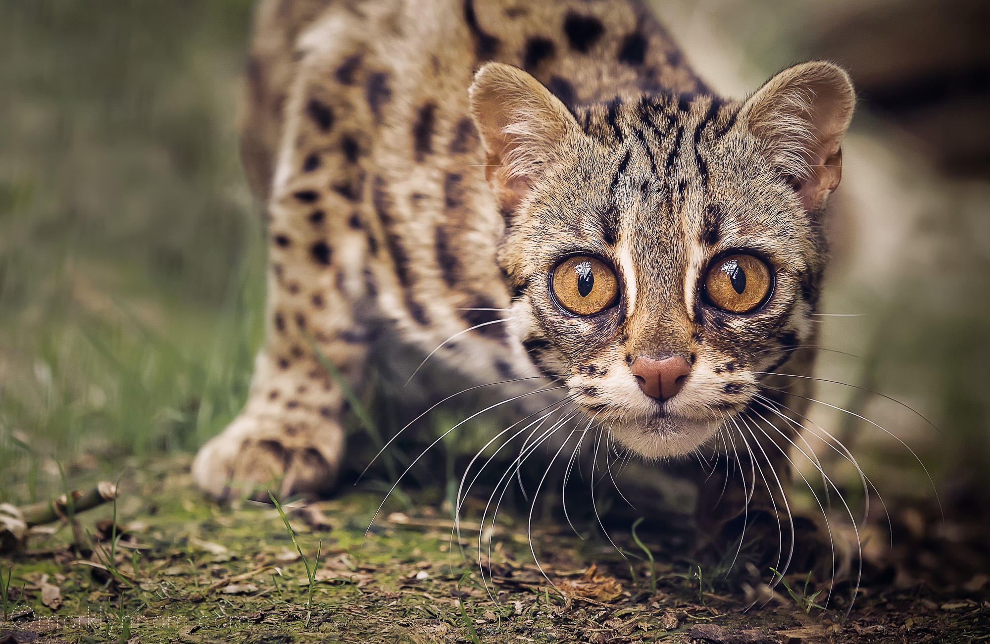 Asian leopard Cat
