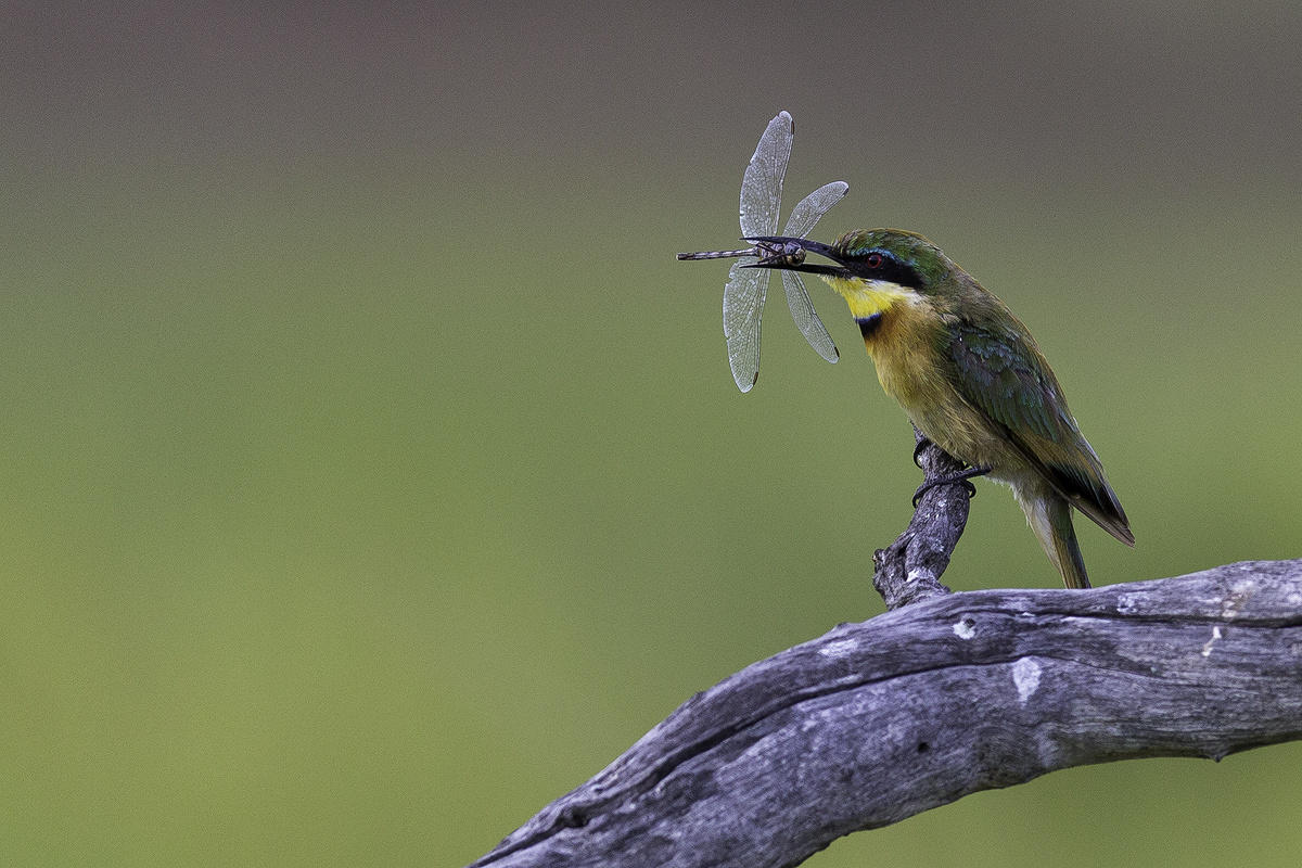 Dragon Fly vs Bee Eater