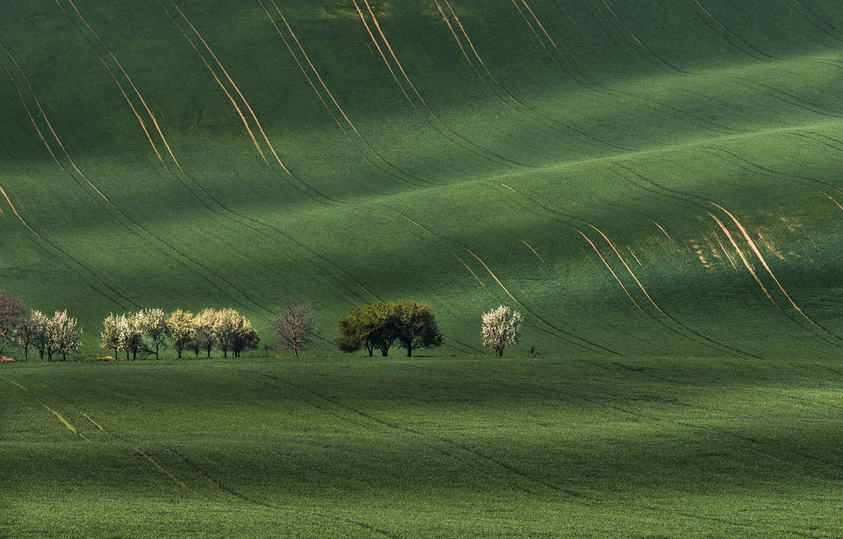 Green carpet