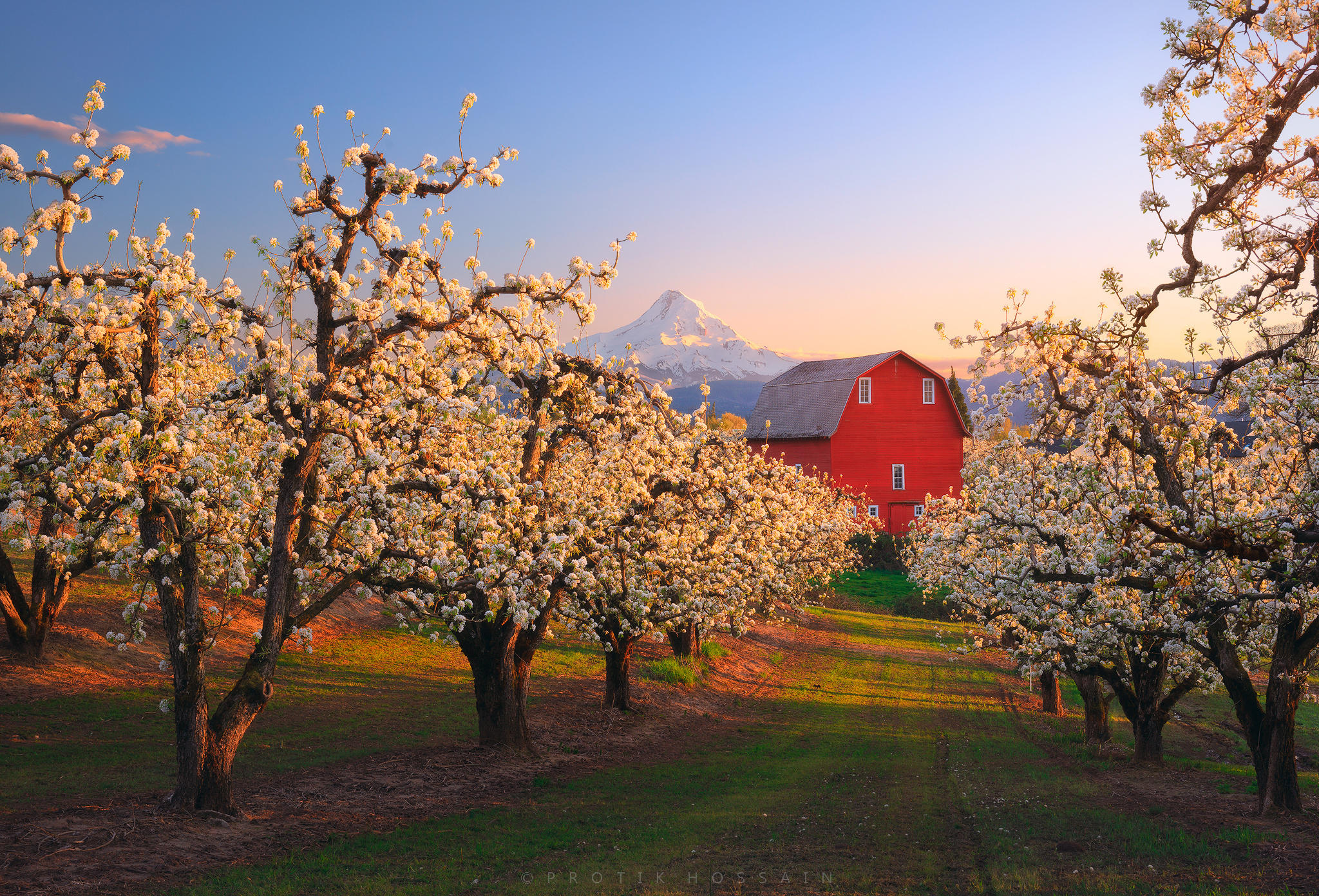 Pear Blossom