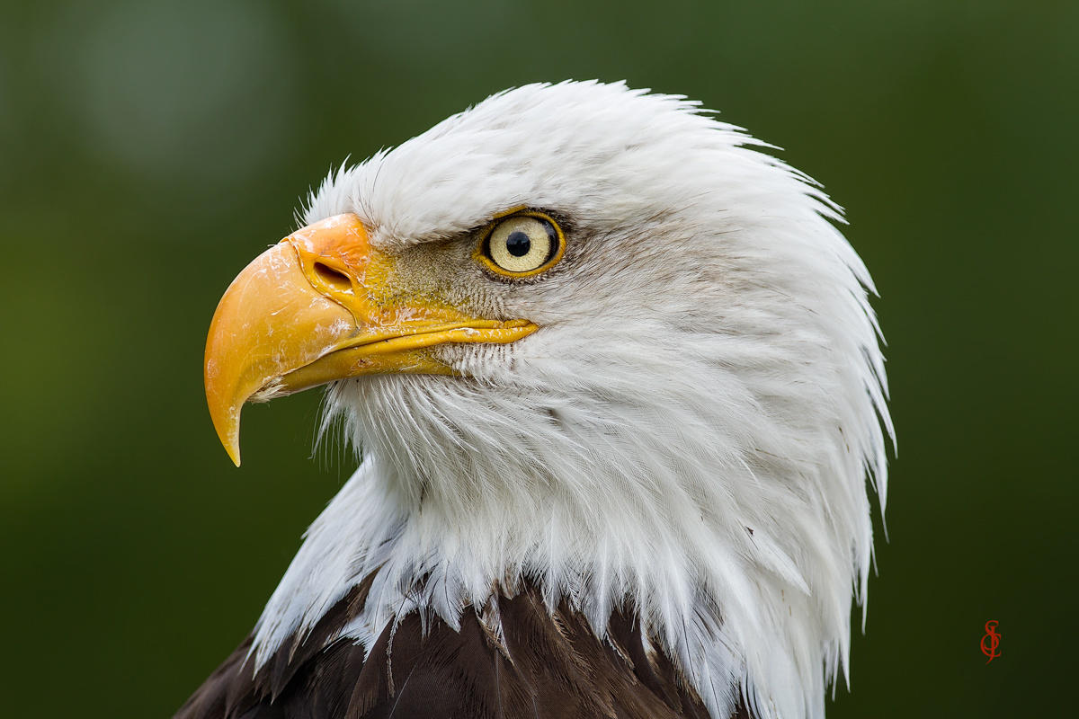 Bald Eagle (Haliaeetus leucocephalus)