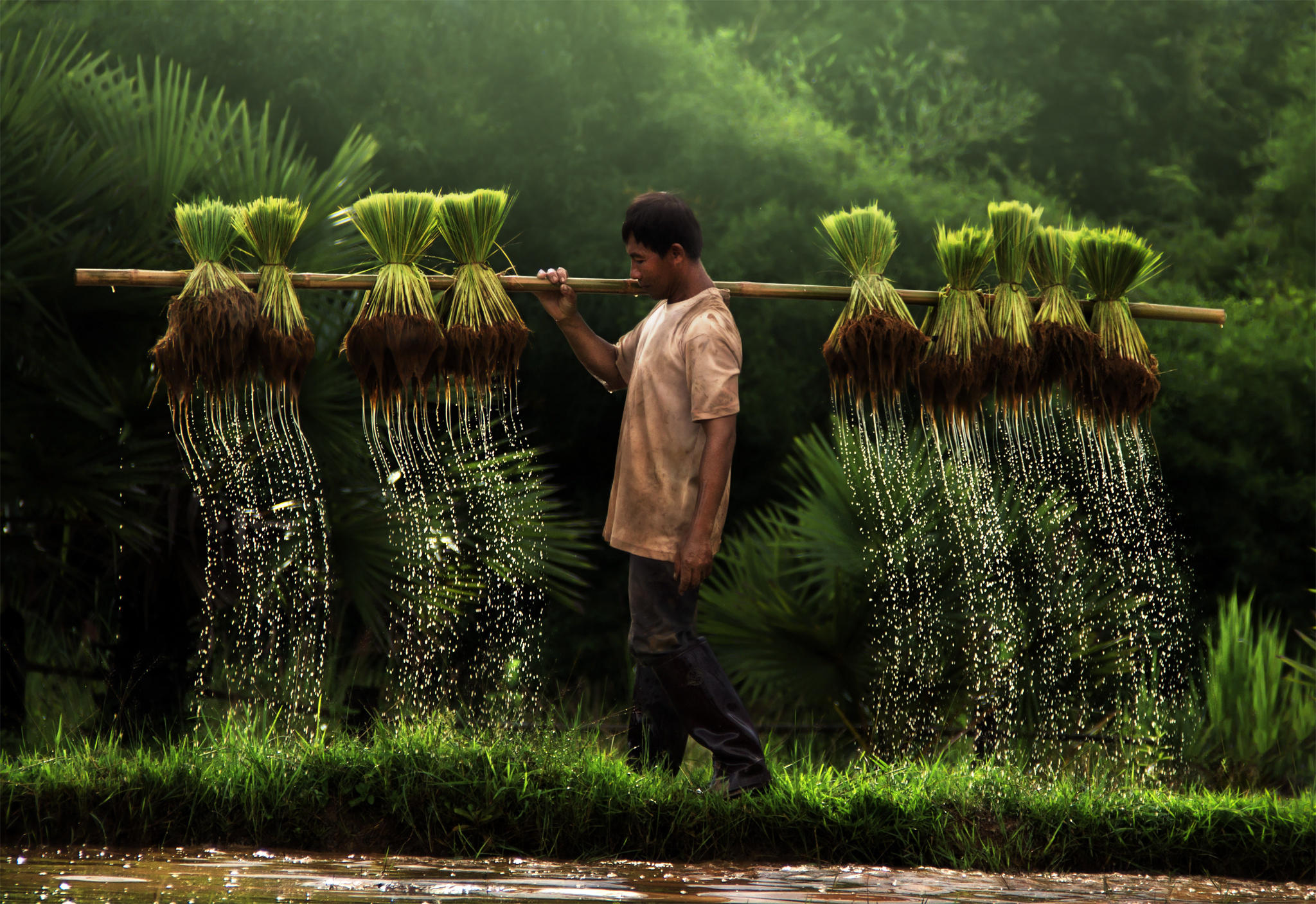 A farmer and water dripping