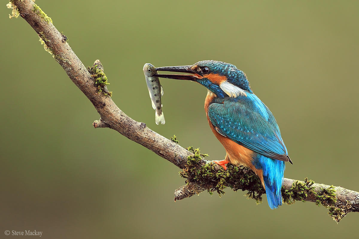 Kingfisher