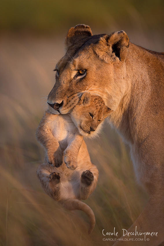 A Mother's love