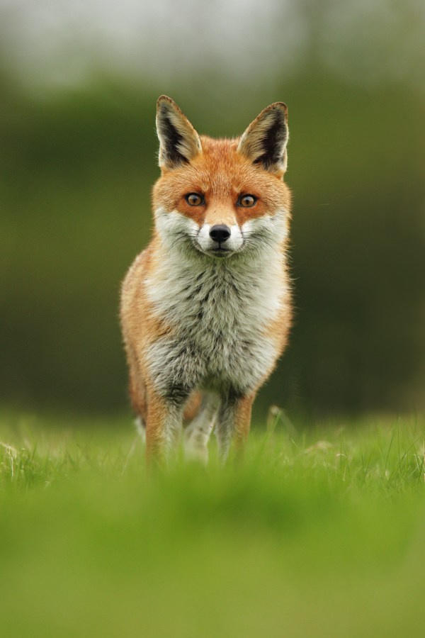 fox