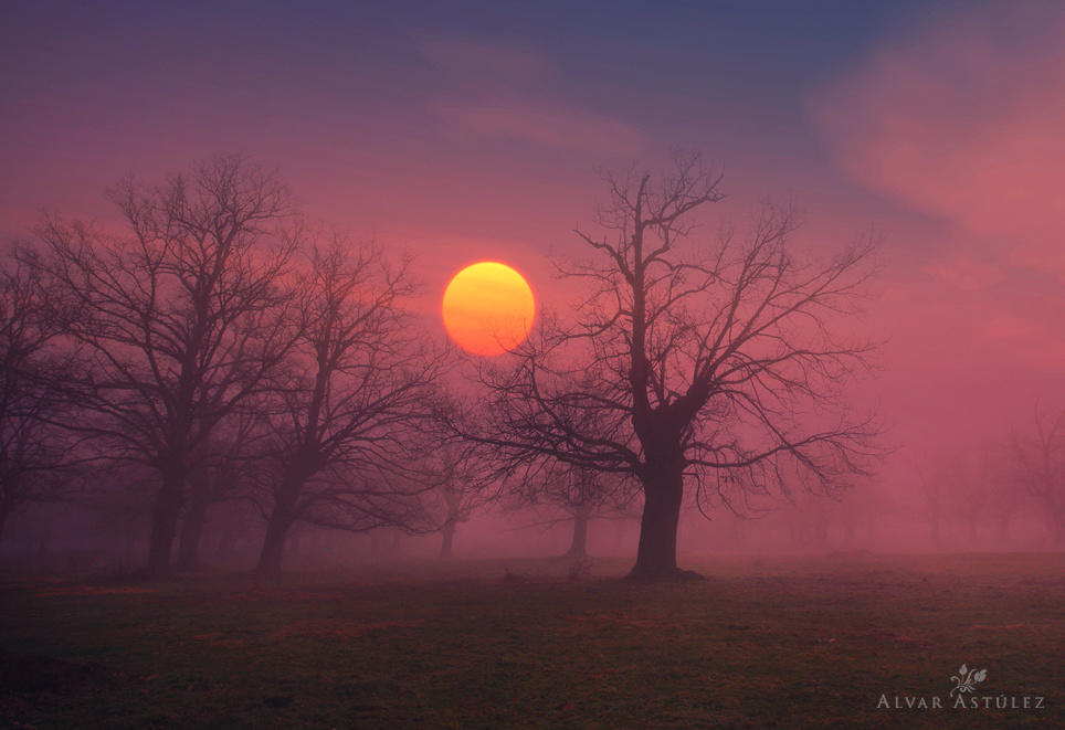 Sunset in the forest