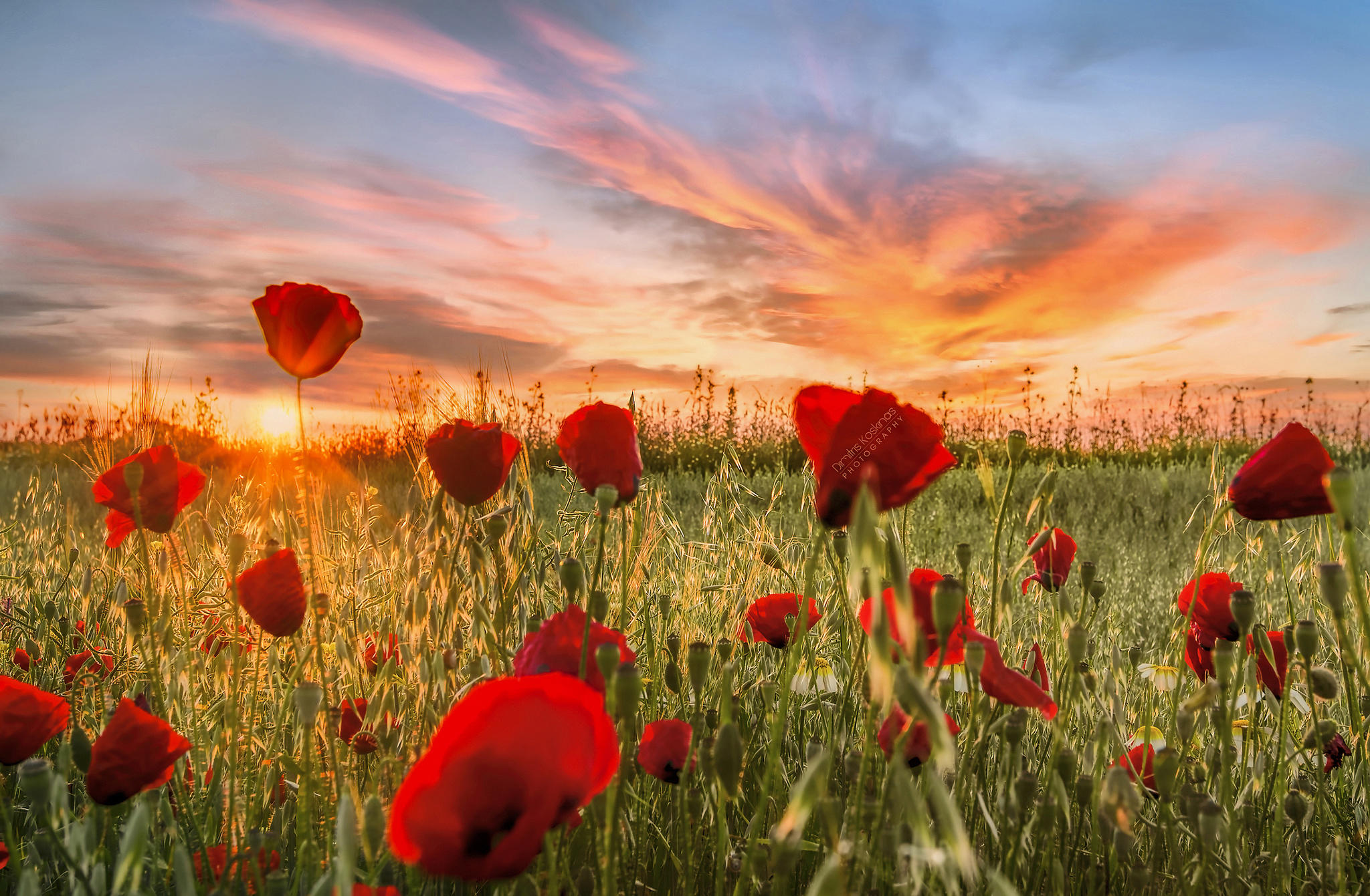 poppies sunrise