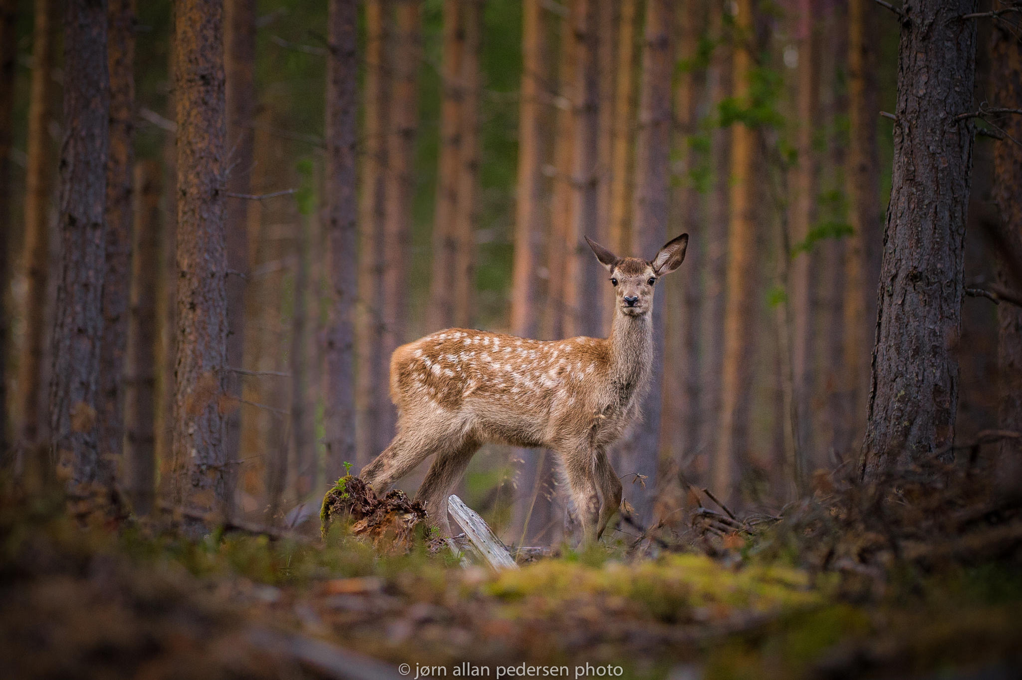 BAMBI in the forest
