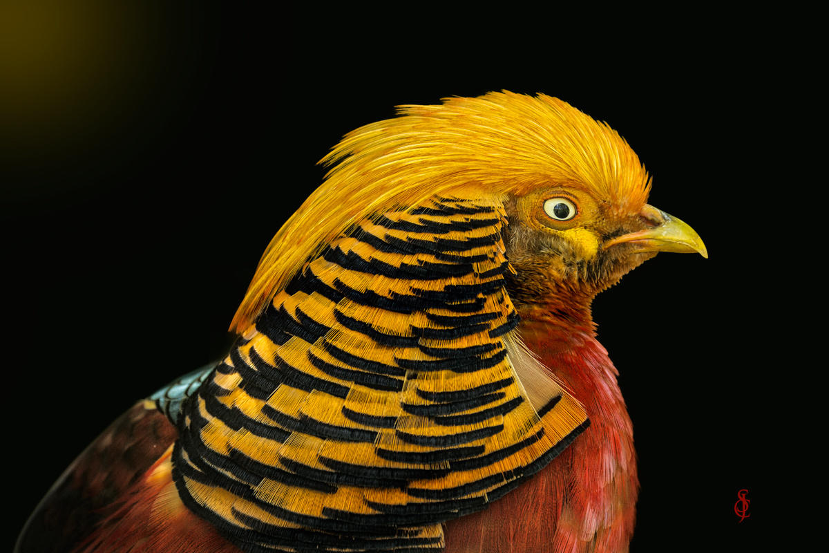 Golden Pheasant (Chrysolophus pictus)