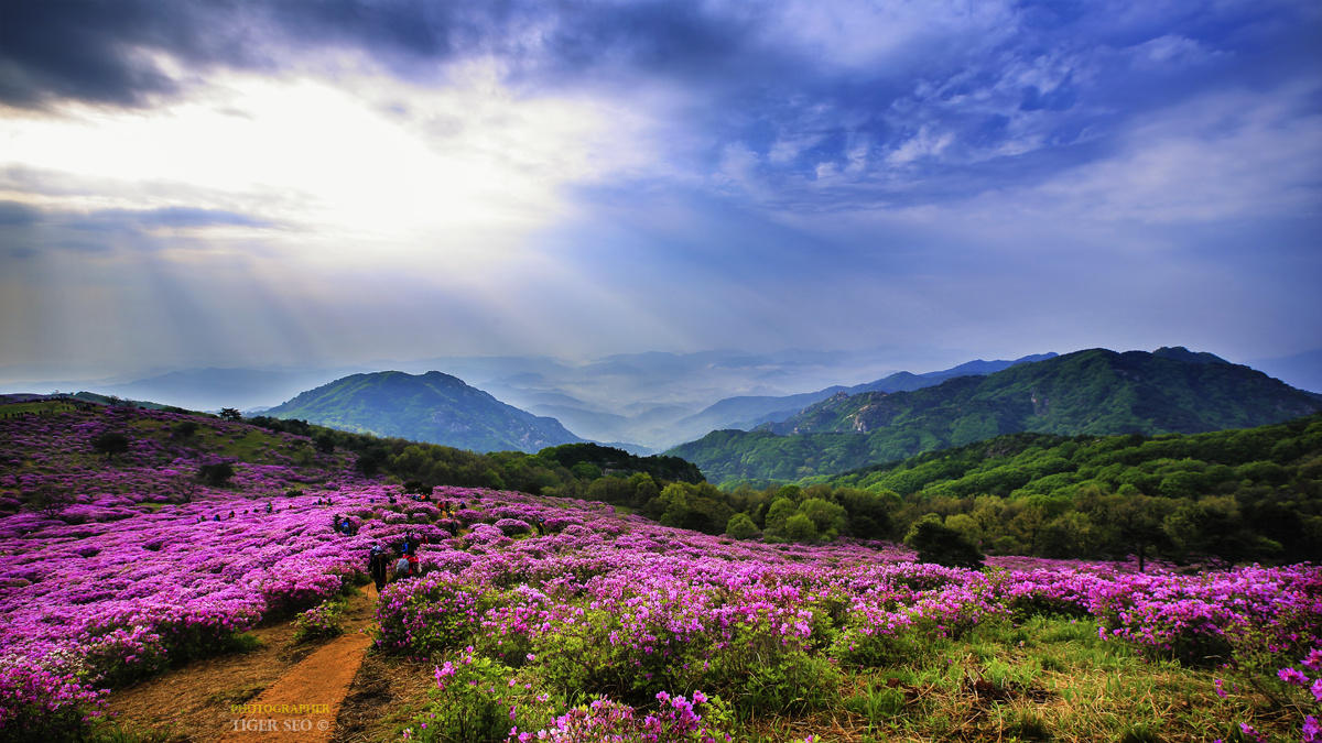 Flower garden on the mountain top