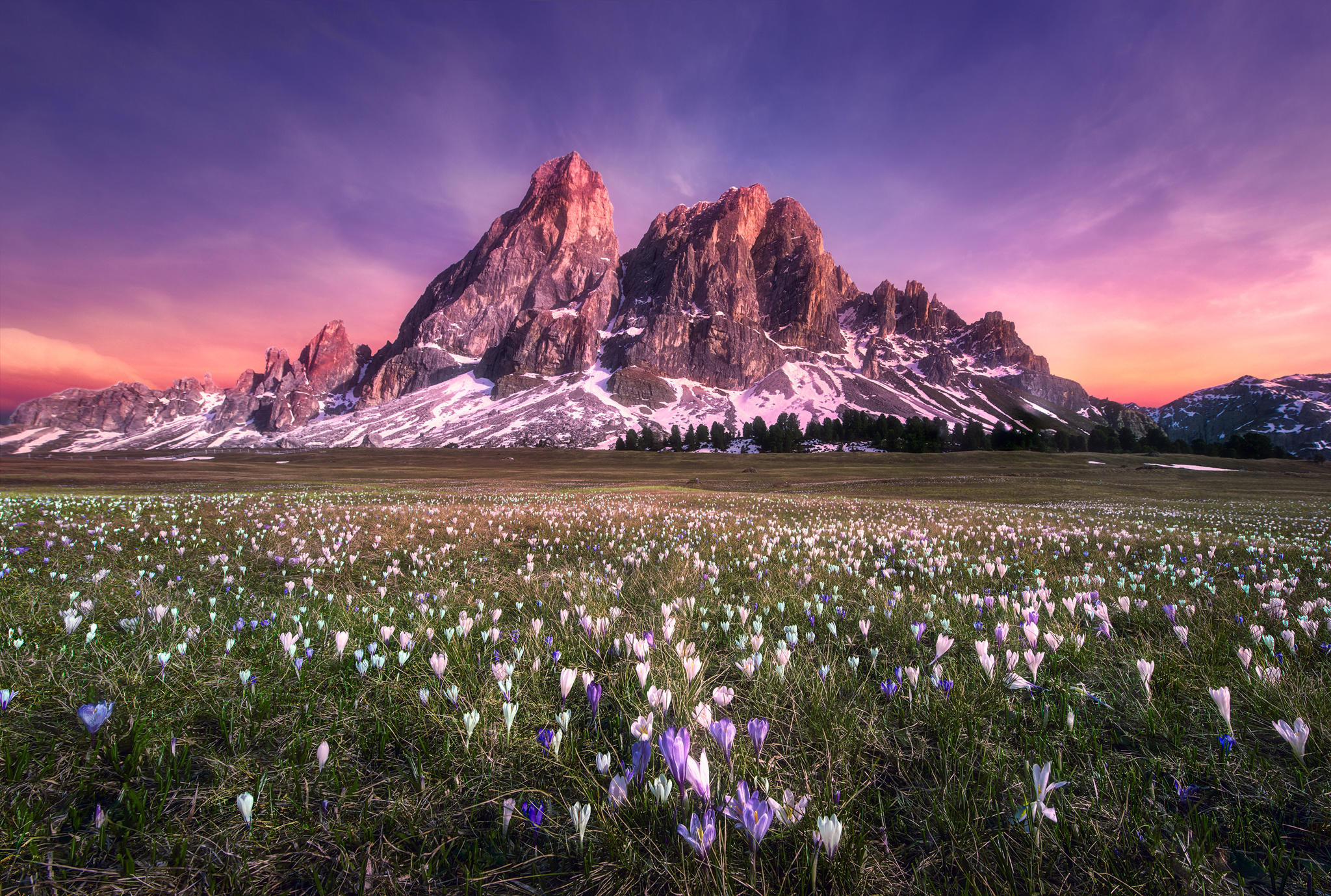 Flower Carpet