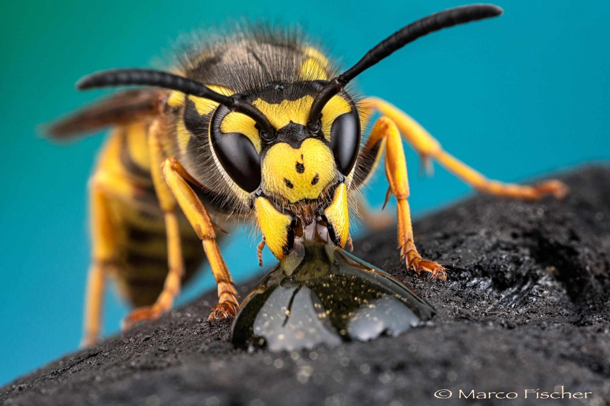 Thirsty Wasp