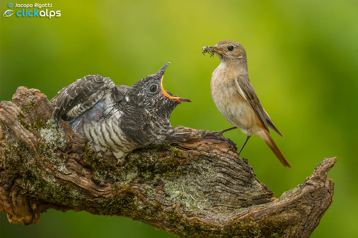 FOSTER MOTHER