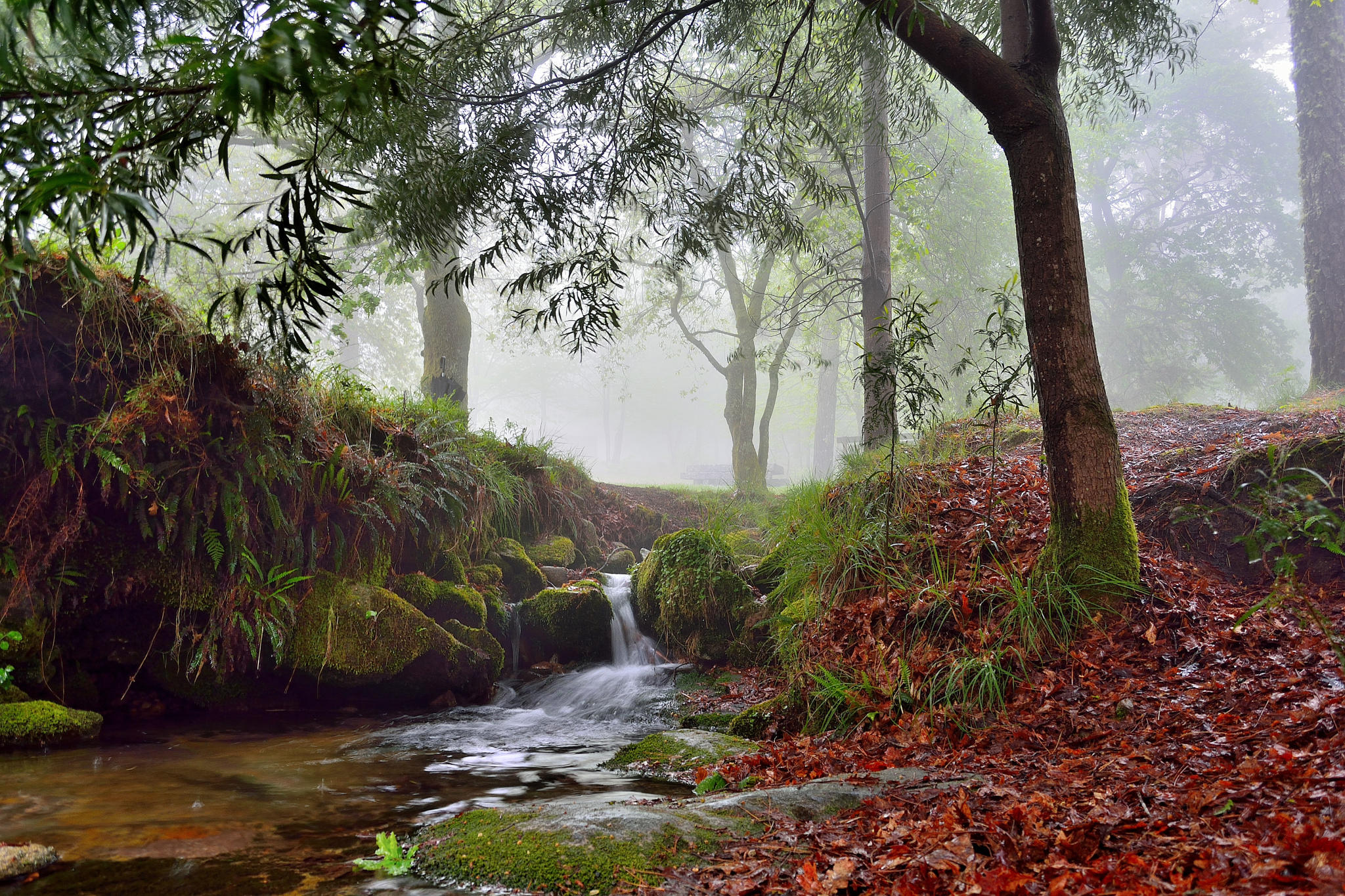 Niebla en el bosque