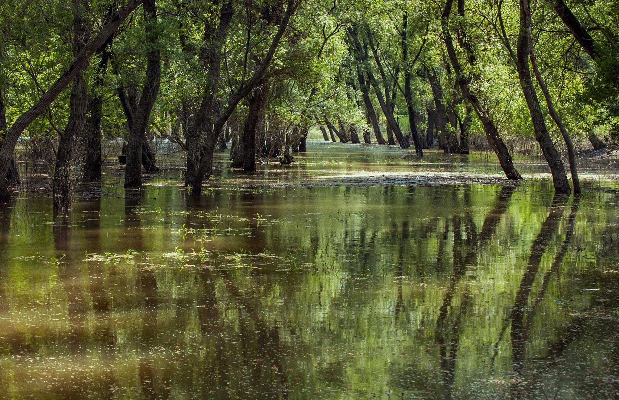 Danube Floodplains