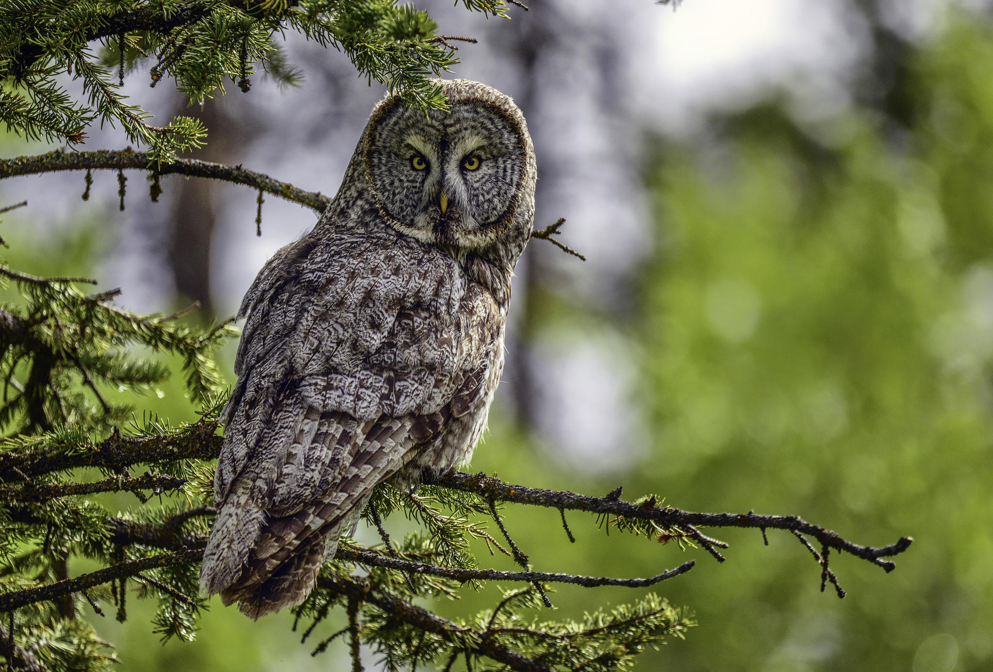 Great Grey Owl in the Wild