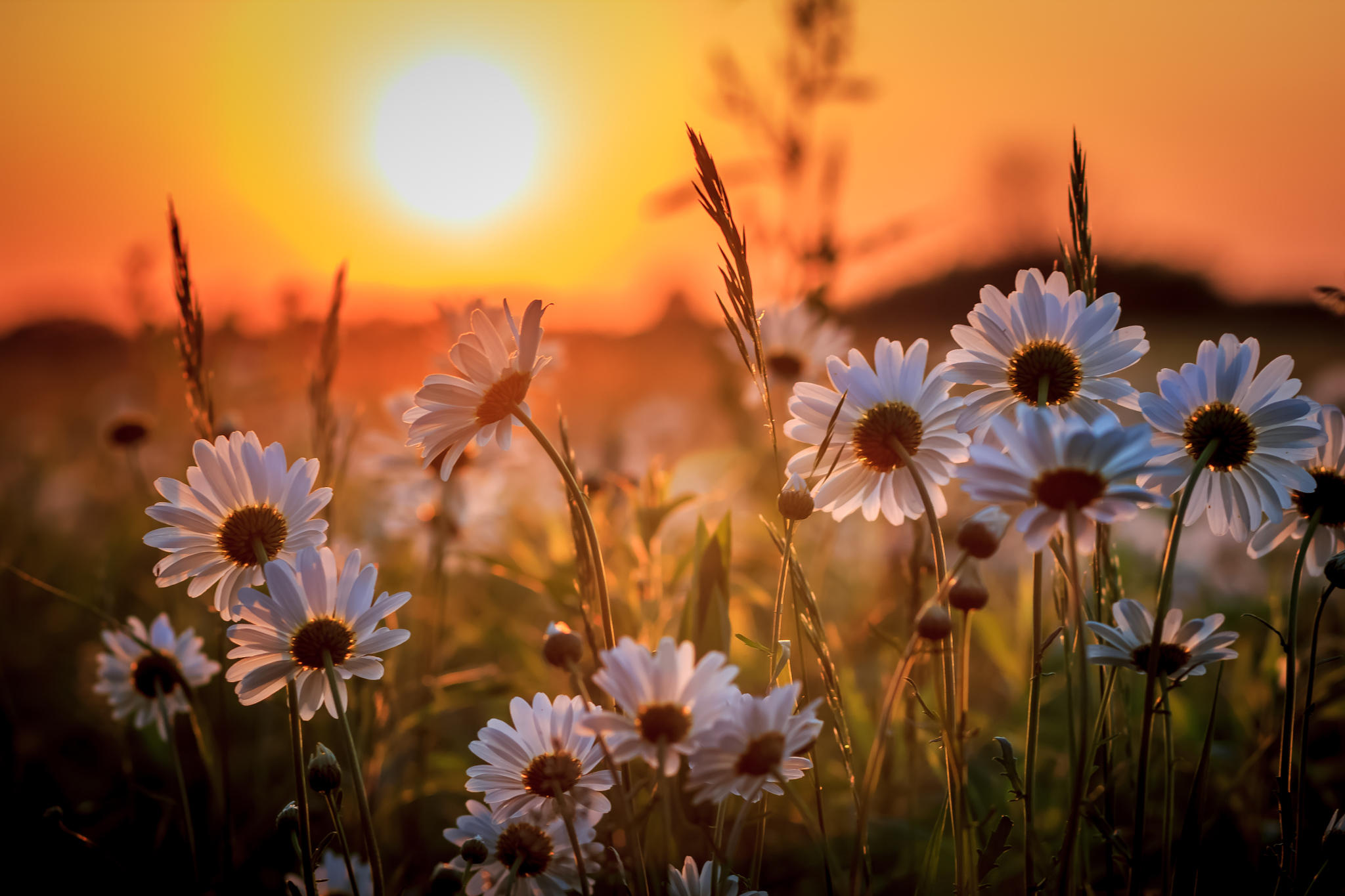 Prairie Sunset