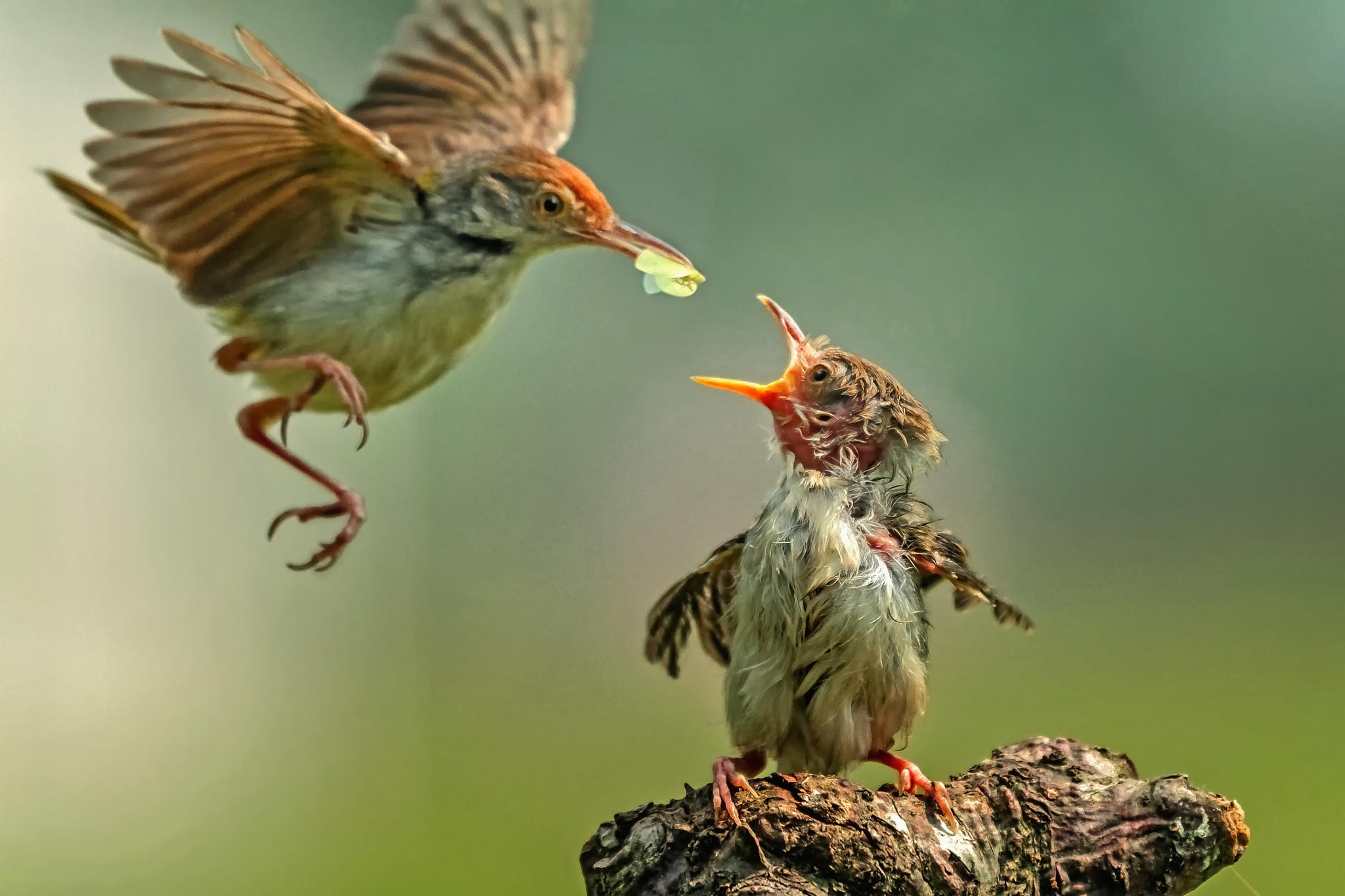 Morning Breakfast