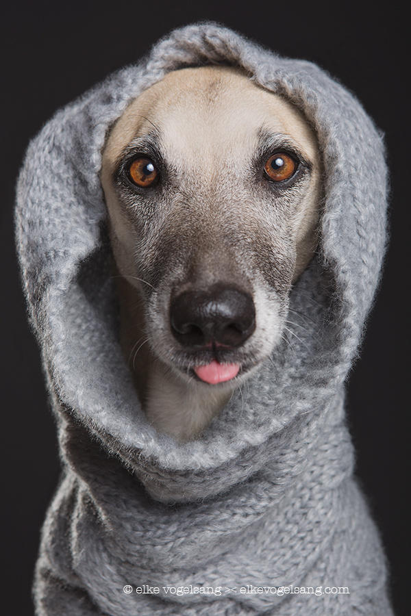 Mutts in mufflers - Scout being cheeky in grey woo