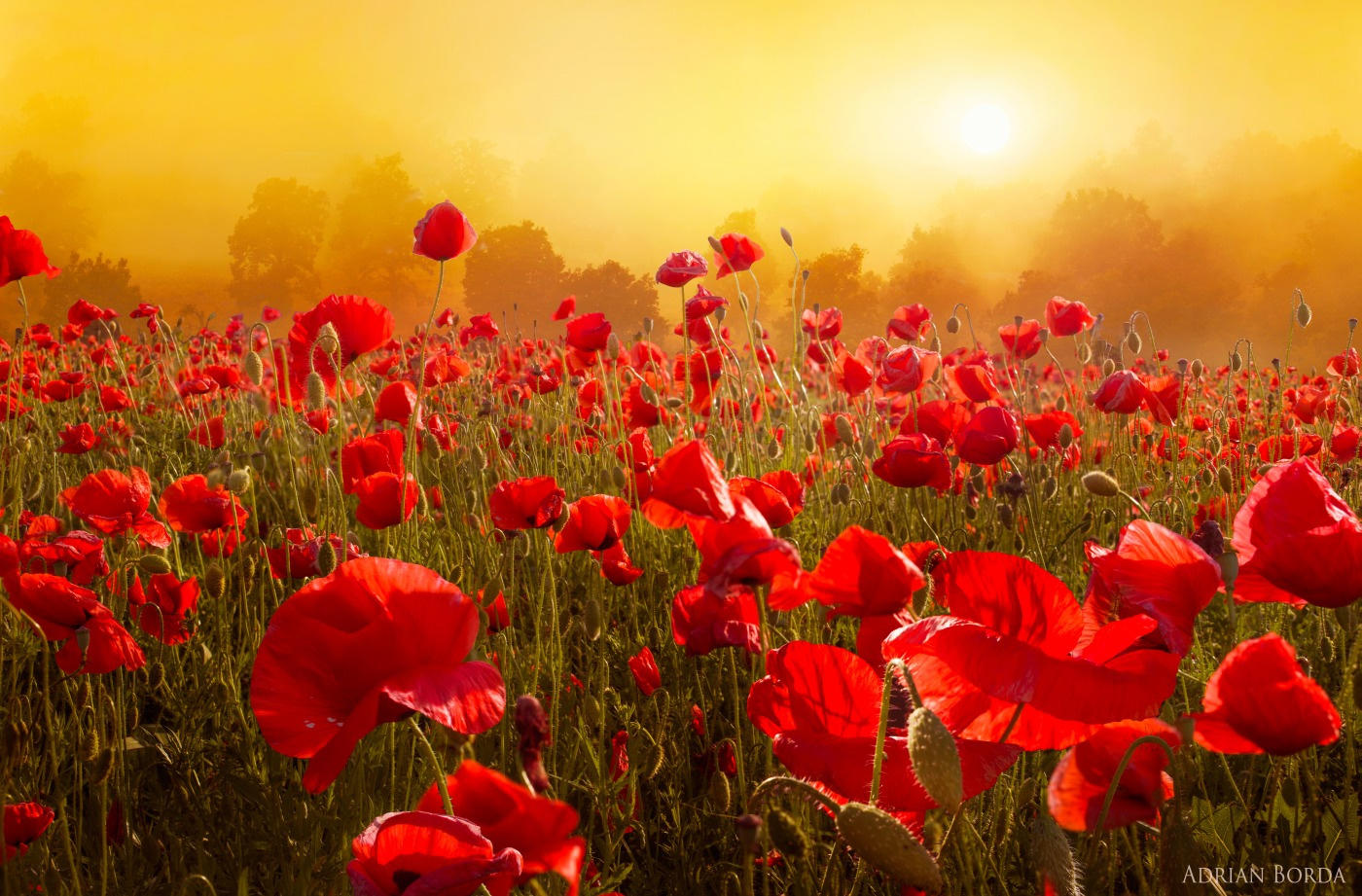 Poppy field