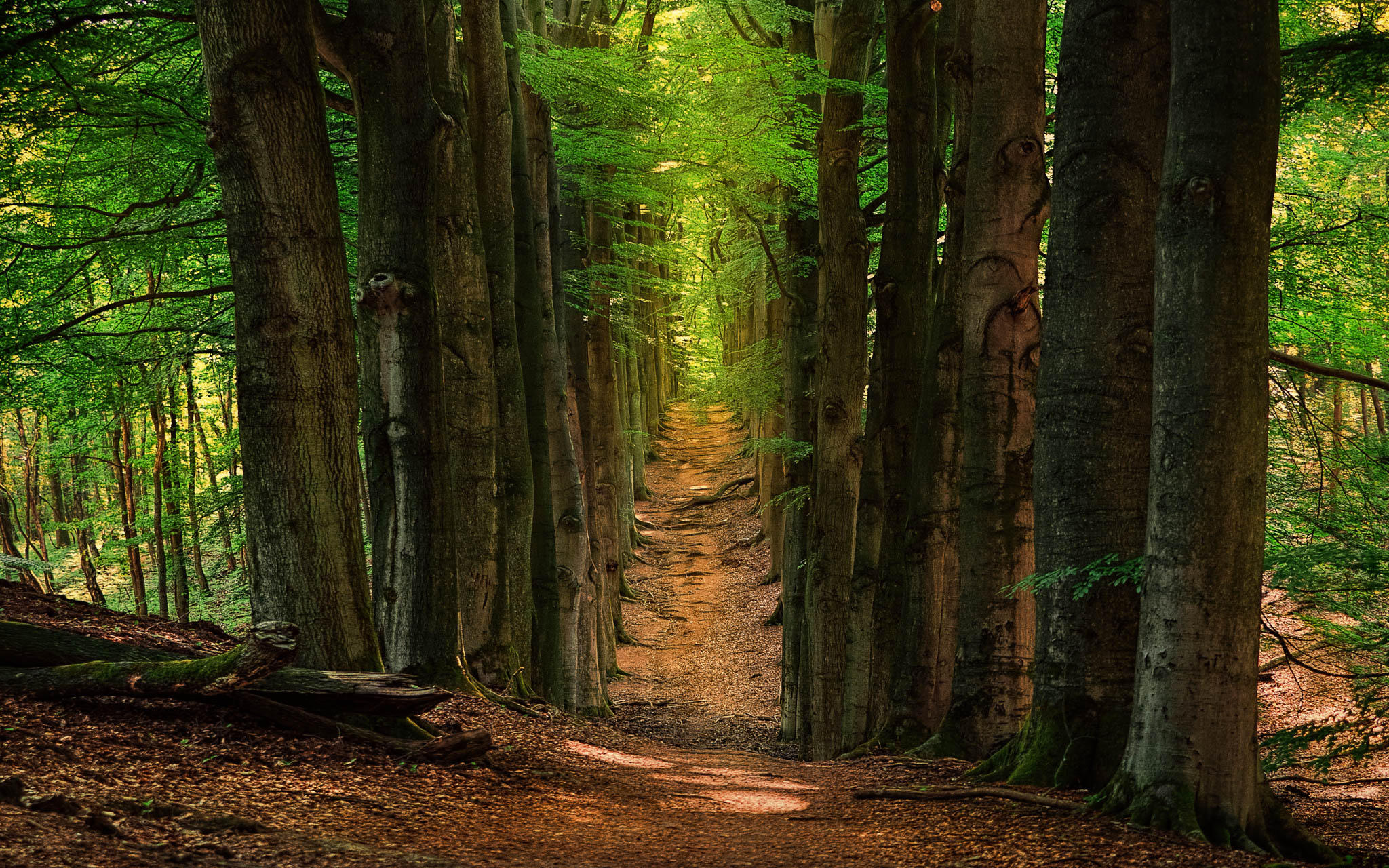 Tree Avenue