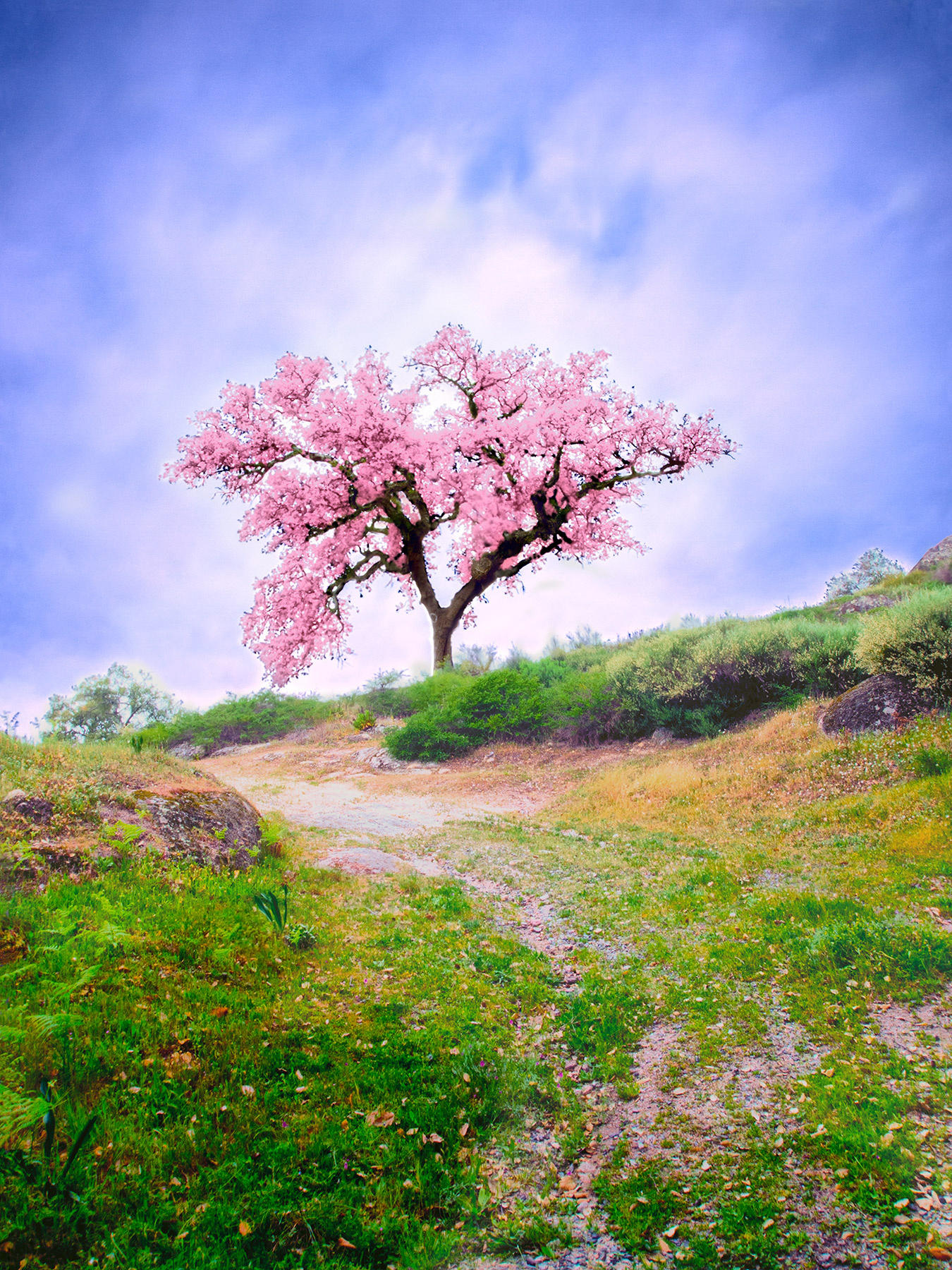 Картинки с добрым утром весенний пейзаж. Цветущее дерево. Весенний пейзаж. Весеннее дерево. Сакура дерево.