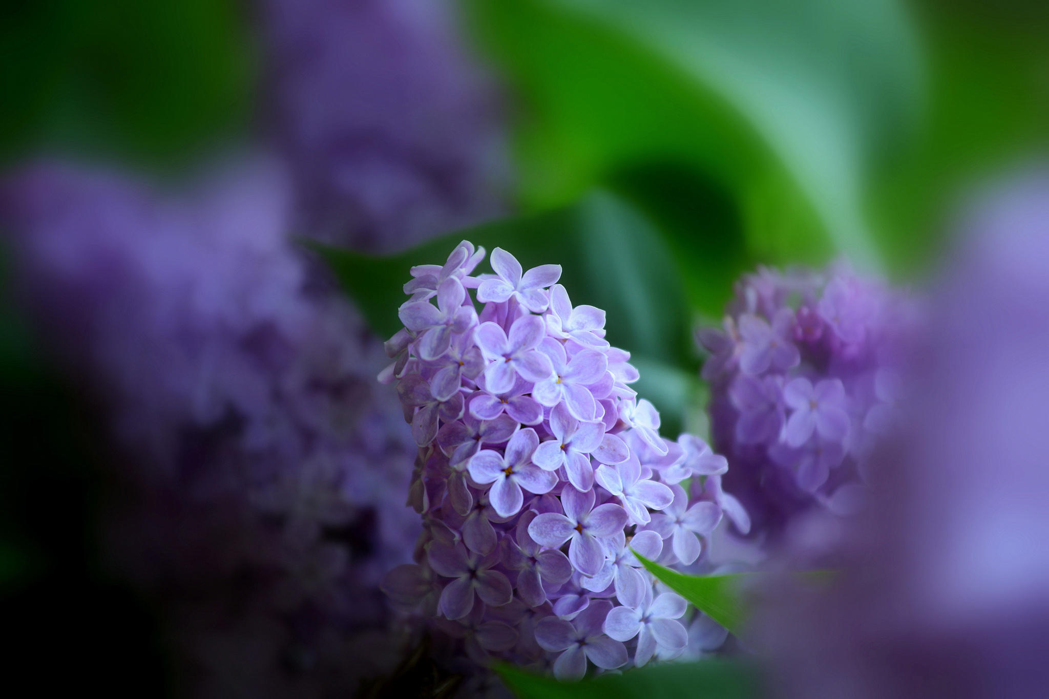 Soft Lilac Fragrance