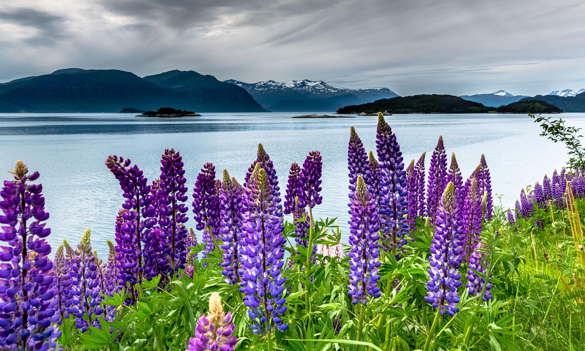 Lupins, Sølsnes, Norway