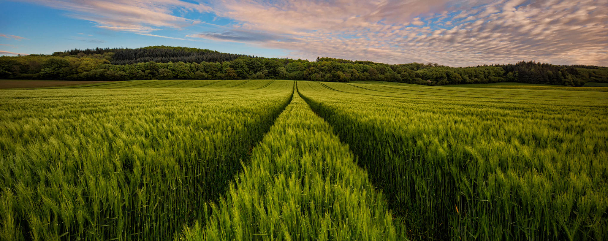 Spring Field