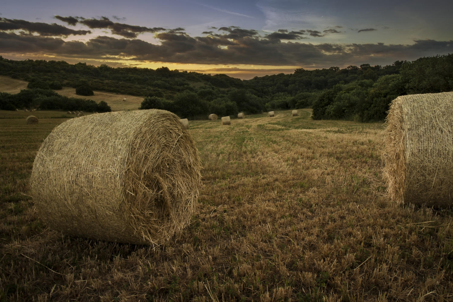 Is harvest time.