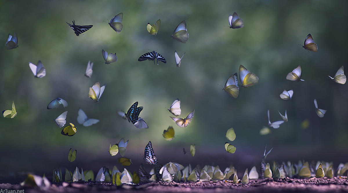 Butterfly season 2015