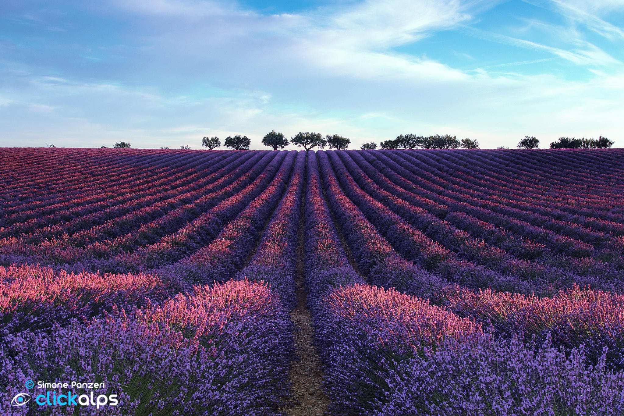 Lavender land