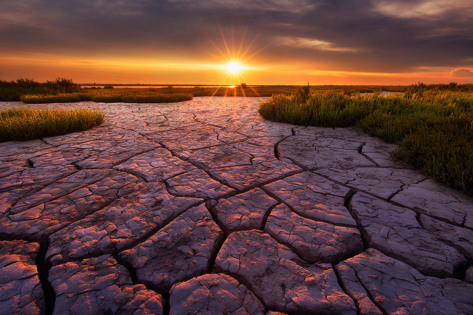 Sun of camargue