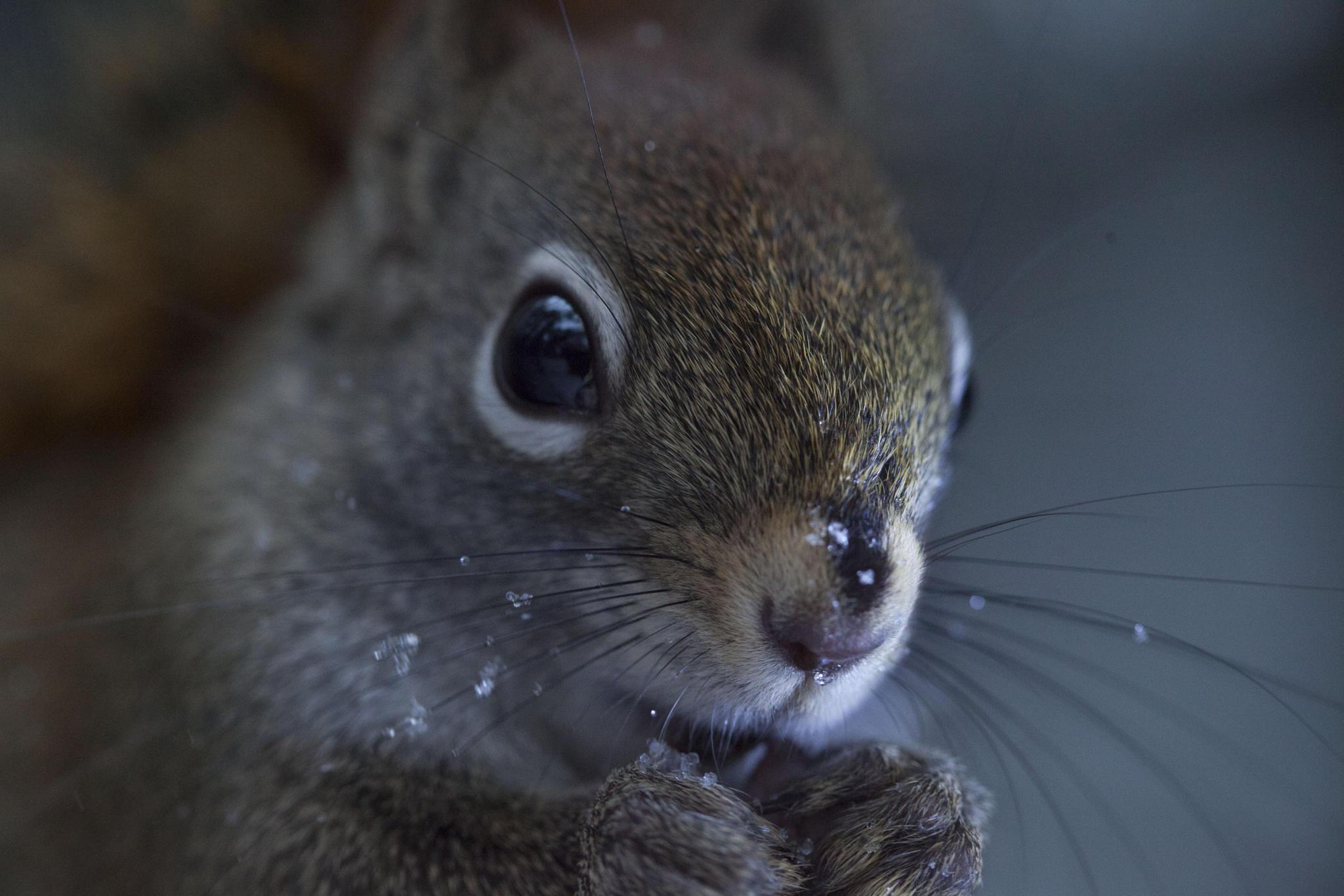 Snow on nose