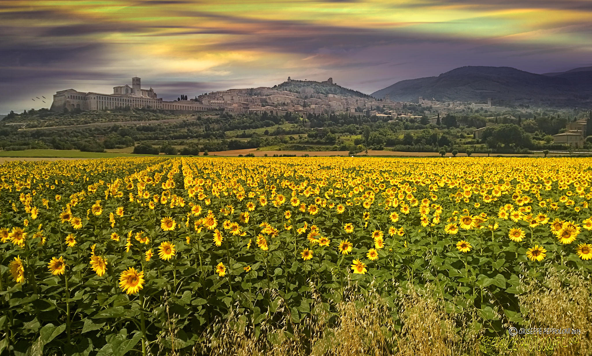 Sunflowers