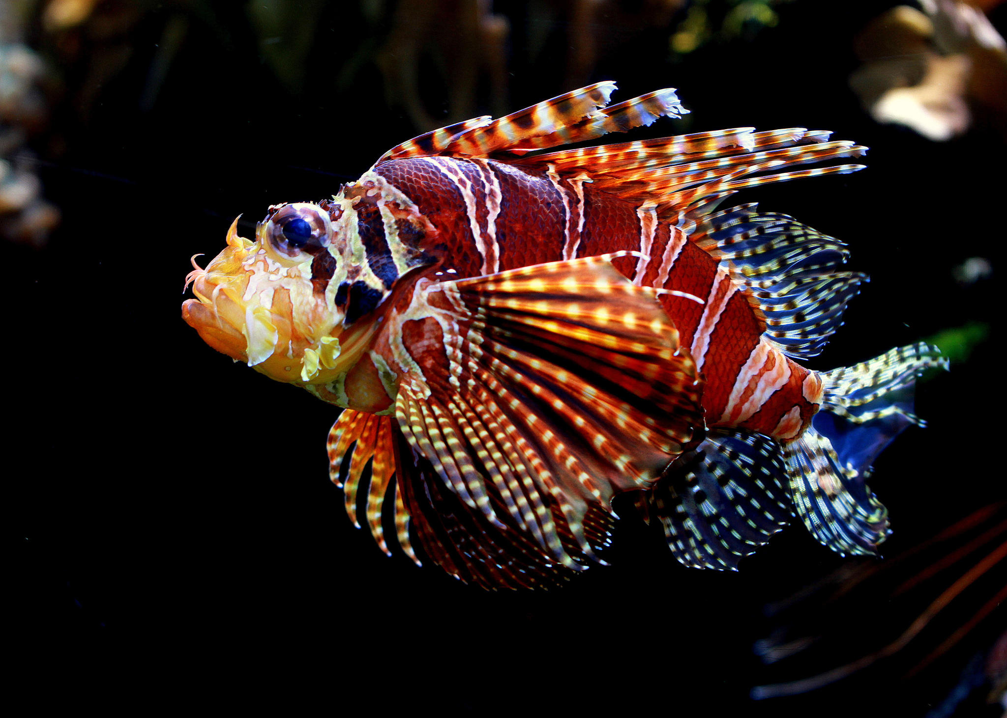 Red fire fish (Pterois volitans)