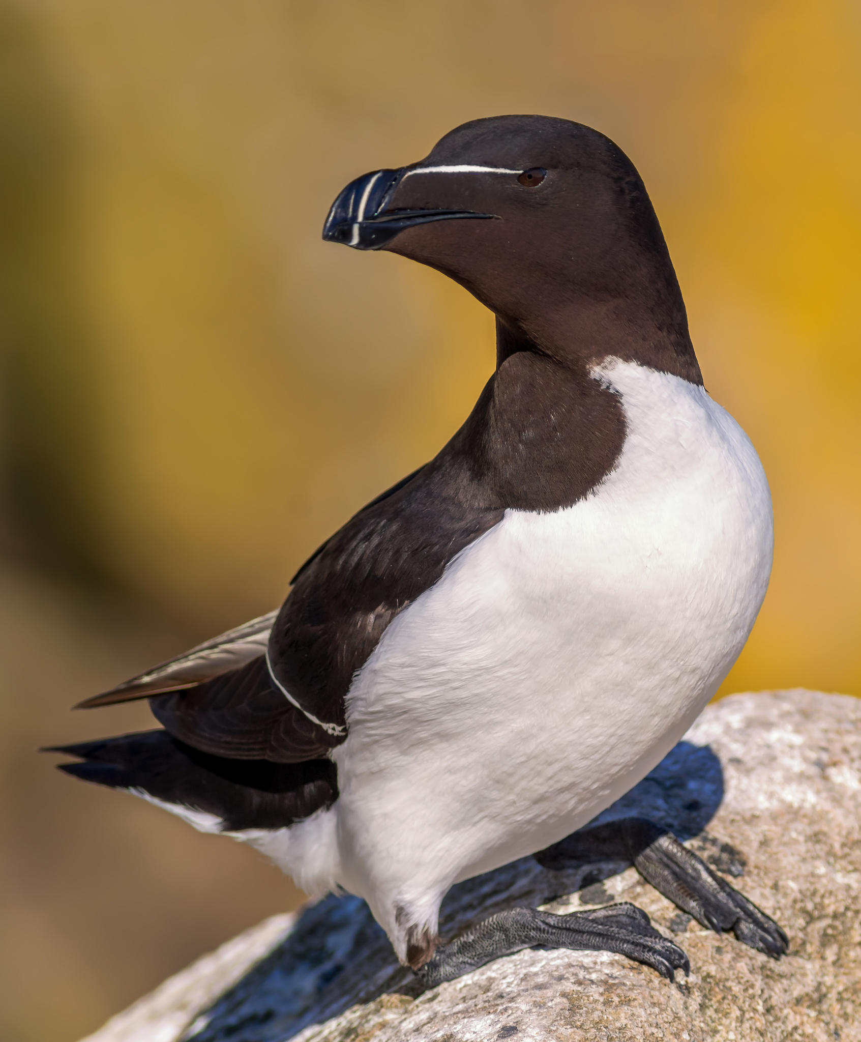 Handsome razorbill