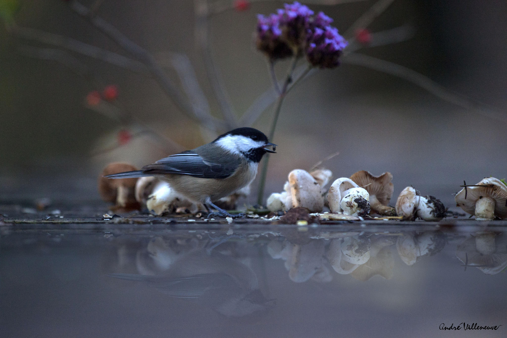 L'oiseau et les champignons