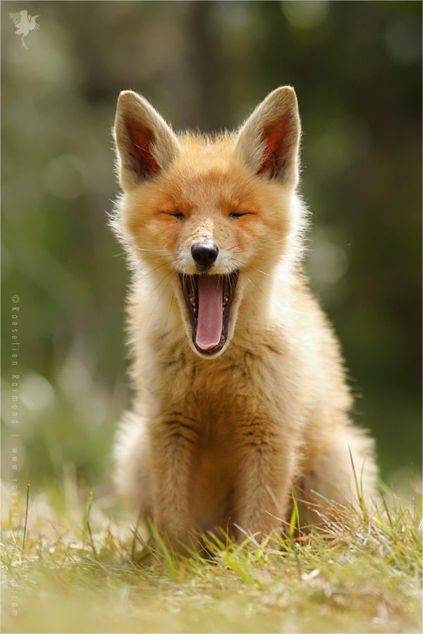 Lazy Fox