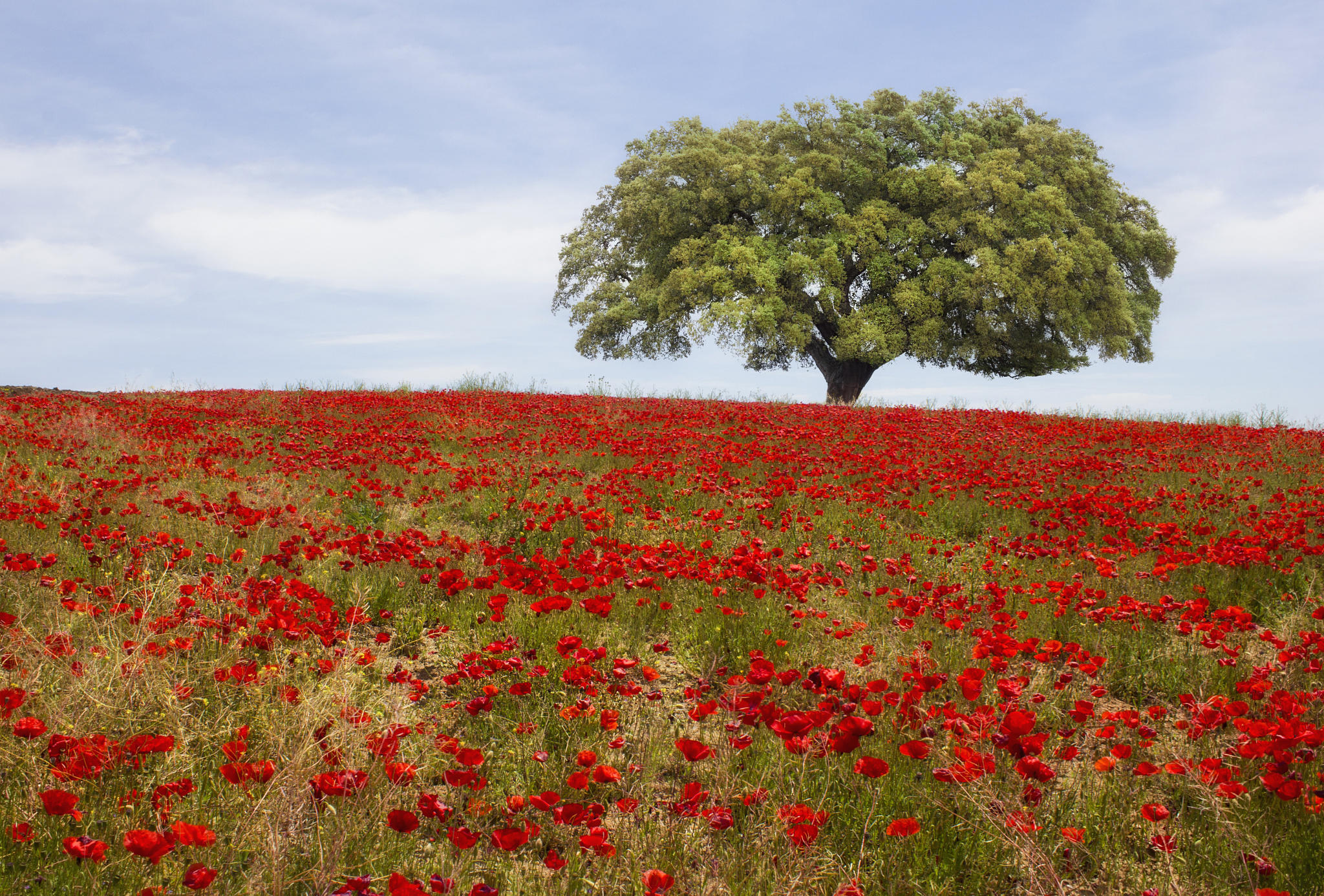 A Red Sea