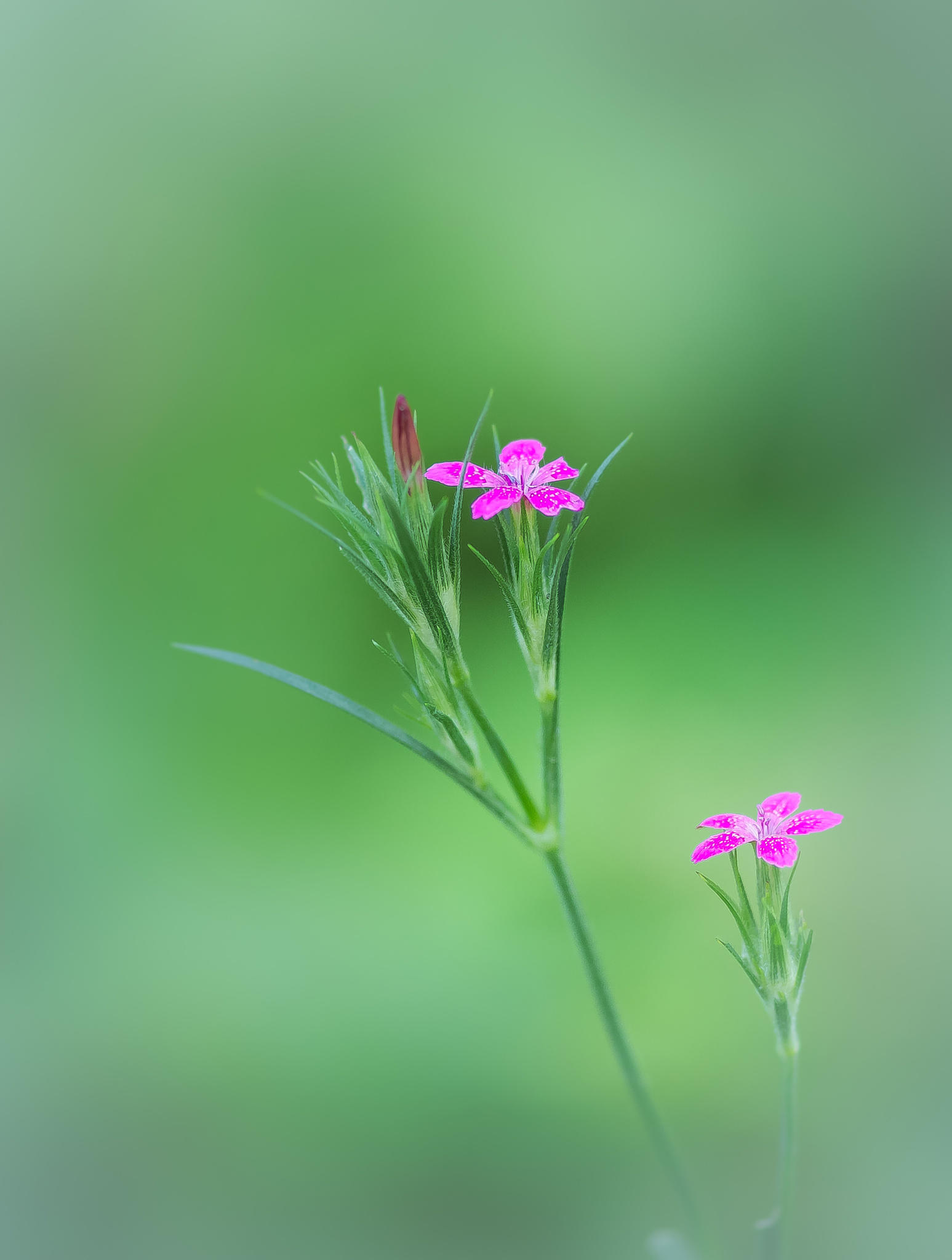 Little Flowers