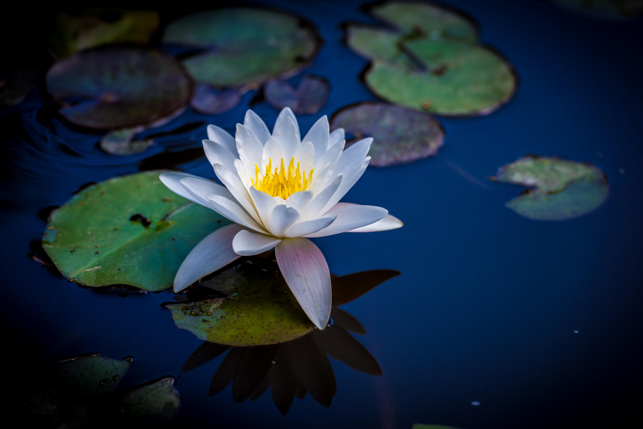 Water Lily (Nymphaeaceae)