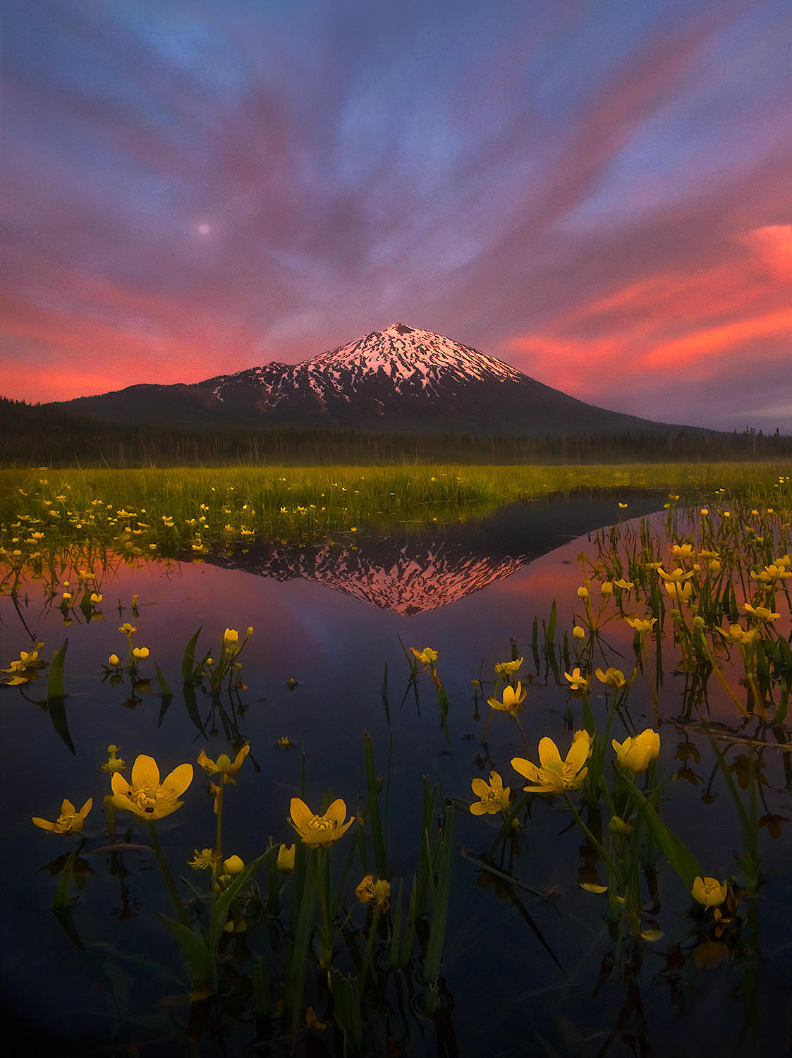 Summer Pond