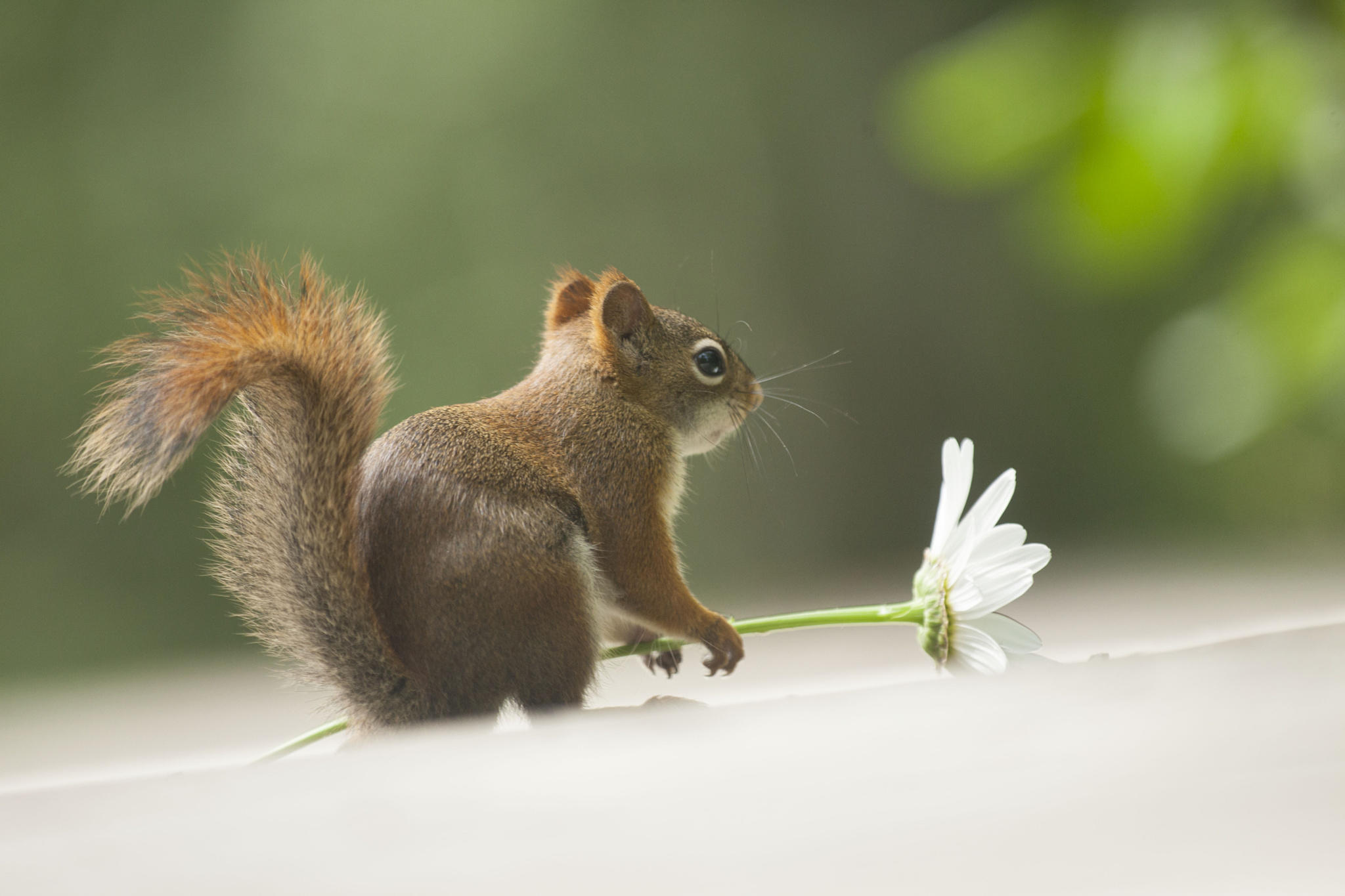 Une fleur a offrir